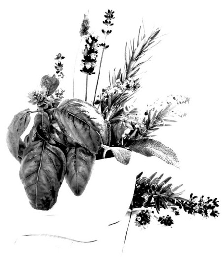 Phytotherapie, Pflanzenheilkunde